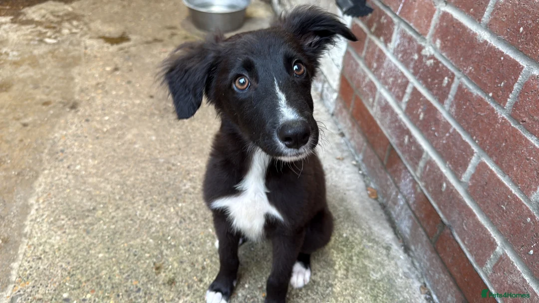 Mixed Breed dogs for sale: lovely greyhound/border collie in Beverley - Advert 3