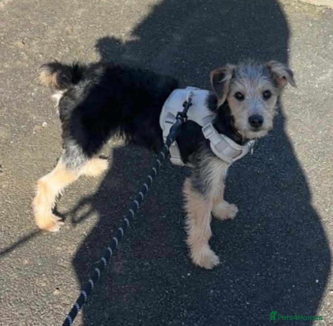 Jackapoo dogs for sale: F1 Male Jackapoo  - Advert 2