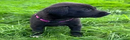 Mixed Breed dogs for sale: HUNTADOR PUPPIES READY FOR THEIR NEW HOMES!  - Advert 17