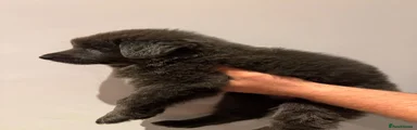 German Shepherd 4