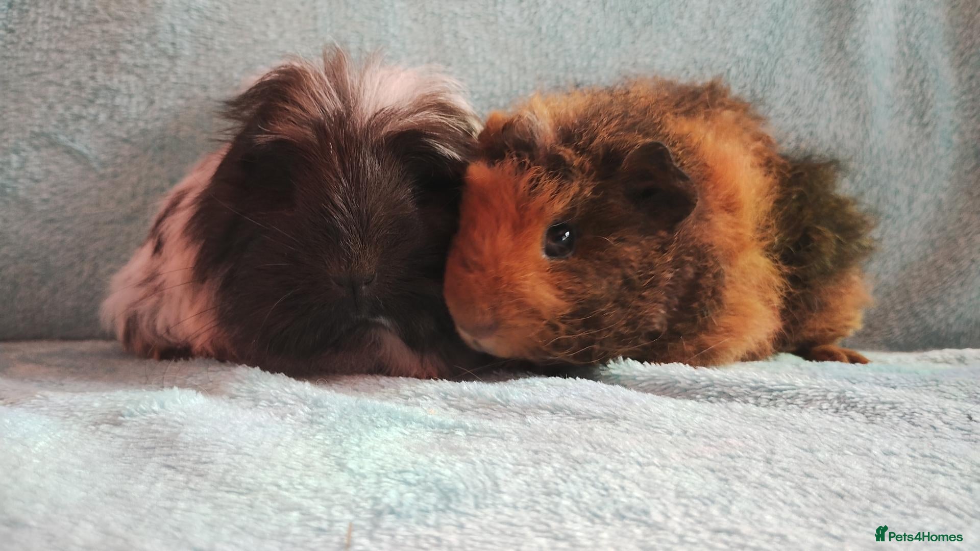 Guinea Pig rodents Cute pair of boys guinea pigs ready now  - Advert 18