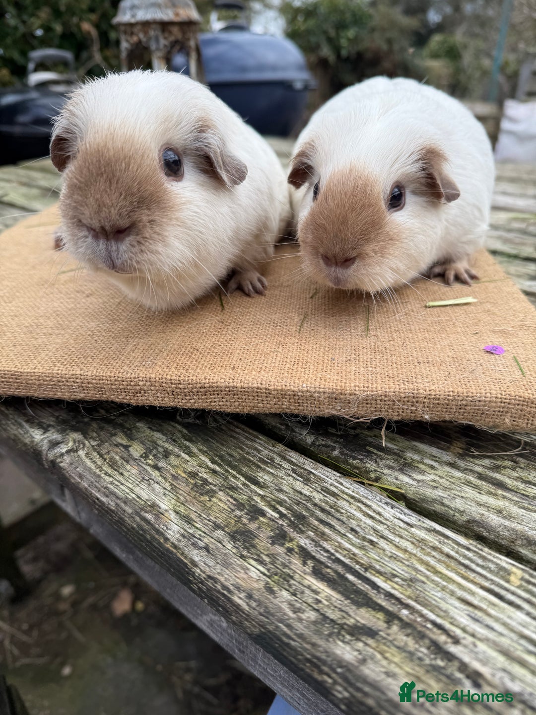 Guinea Pig rodents for sale: Pure bred California & Swiss guineapigs  - Advert 27
