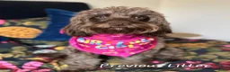 Cockapoo dogs for sale: F1 Miniature Cockapoo's  - Advert 13