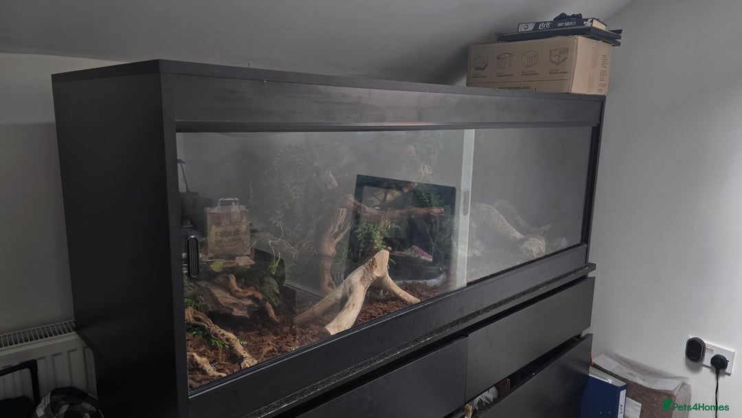 Python Snake reptiles for sale: Ball Python + full set up - Image 6