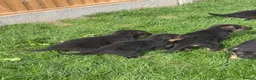 German Shepherd dogs for sale: German Shepard  - Advert 9
