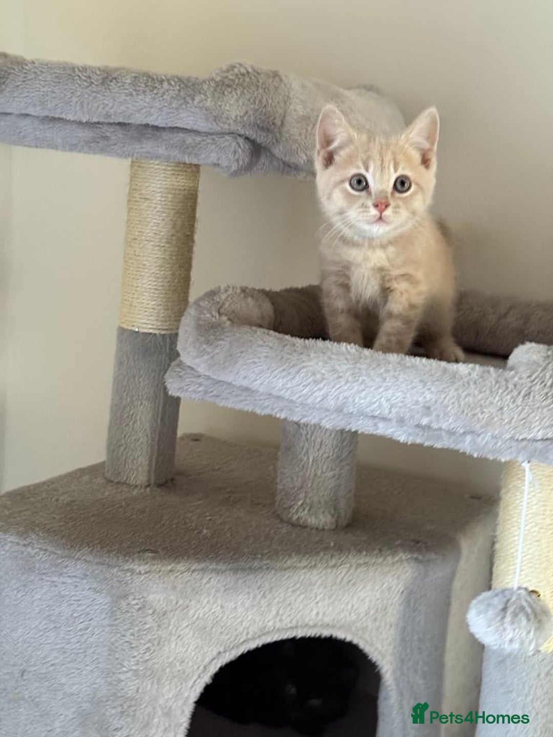 British Shorthair cats for sale: Mix British shorthair kittens for sale  - Image 6
