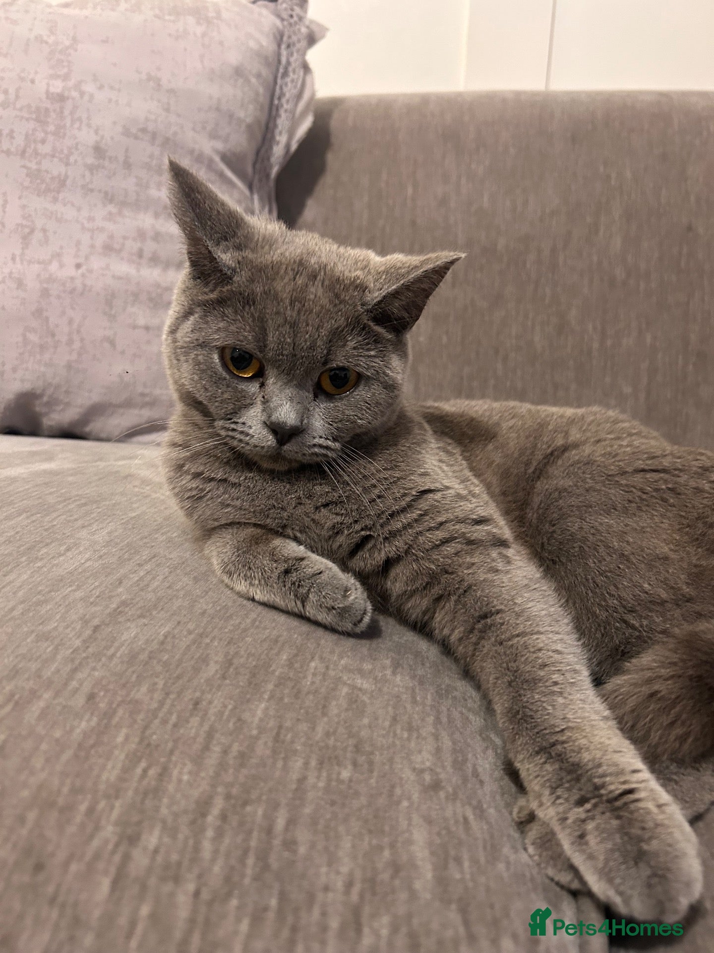 British Shorthair cats British short hair mix  - Advert 1