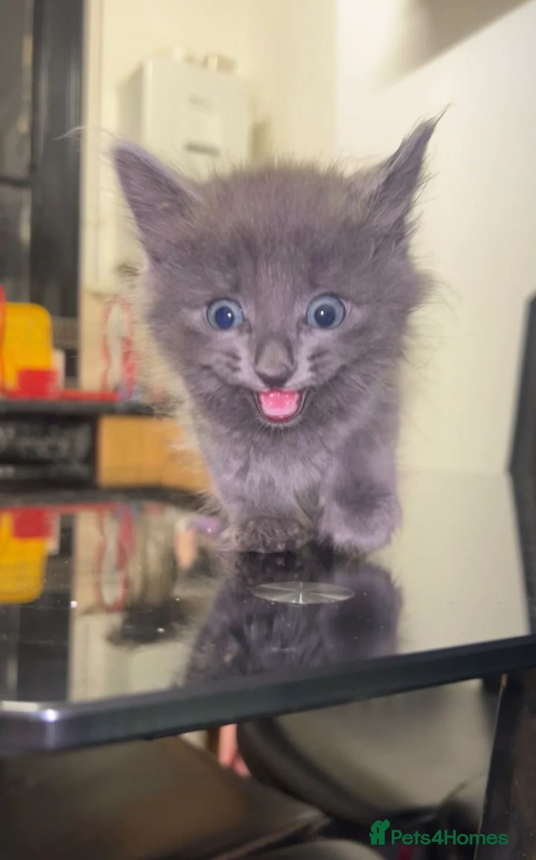 British Longhair cats for sale: Beautiful kitten - Advert 3