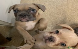 French Bulldog dogs for sale: One Beautiful Boy Left  - Image 6