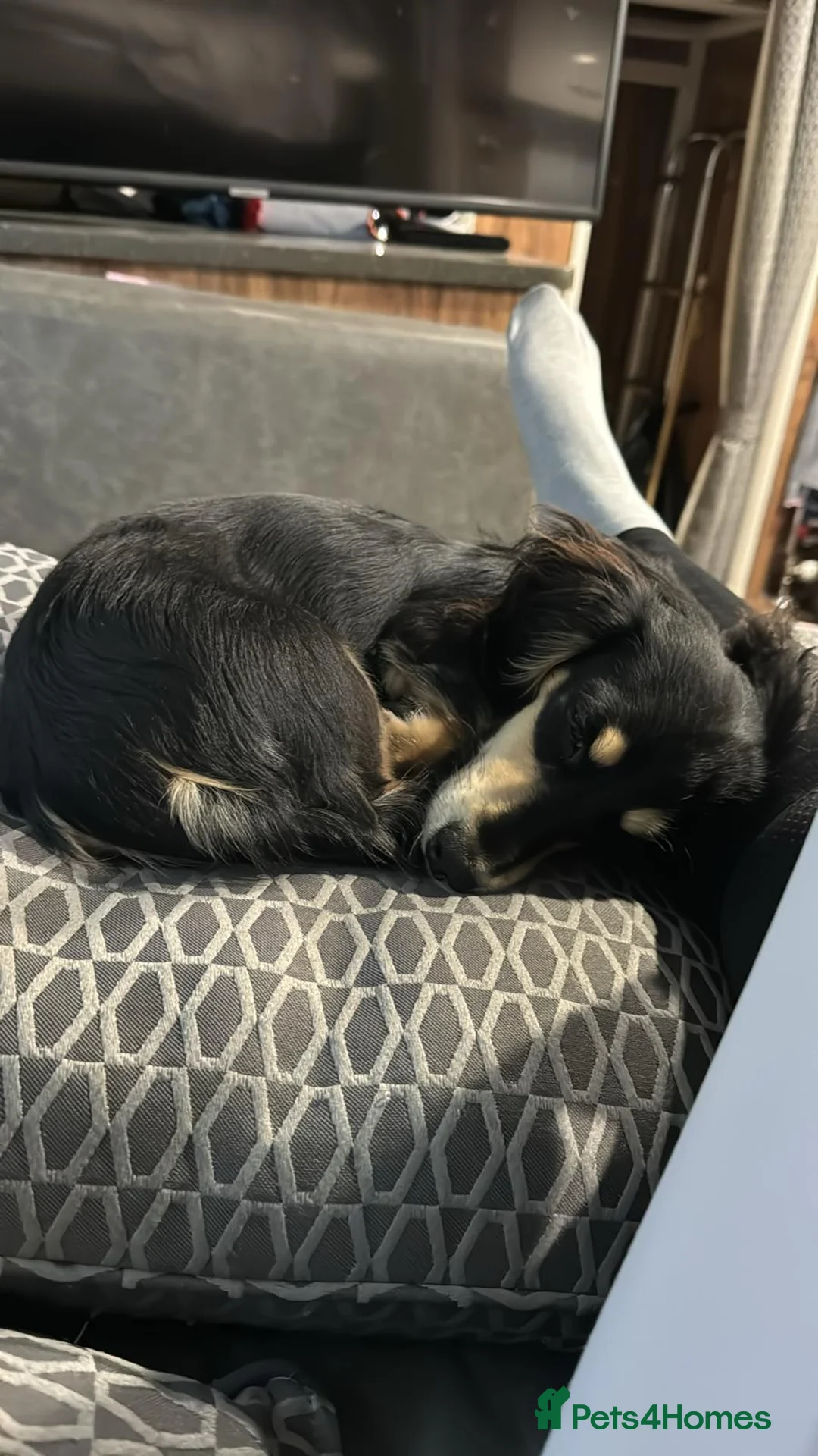 Miniature Dachshund dogs for sale: Little sausages with big characters  - Advert 3