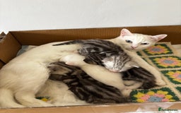 British Shorthair cats for sale: Beautiful British Shorthair/Turkish Angora Kittens - Image 4