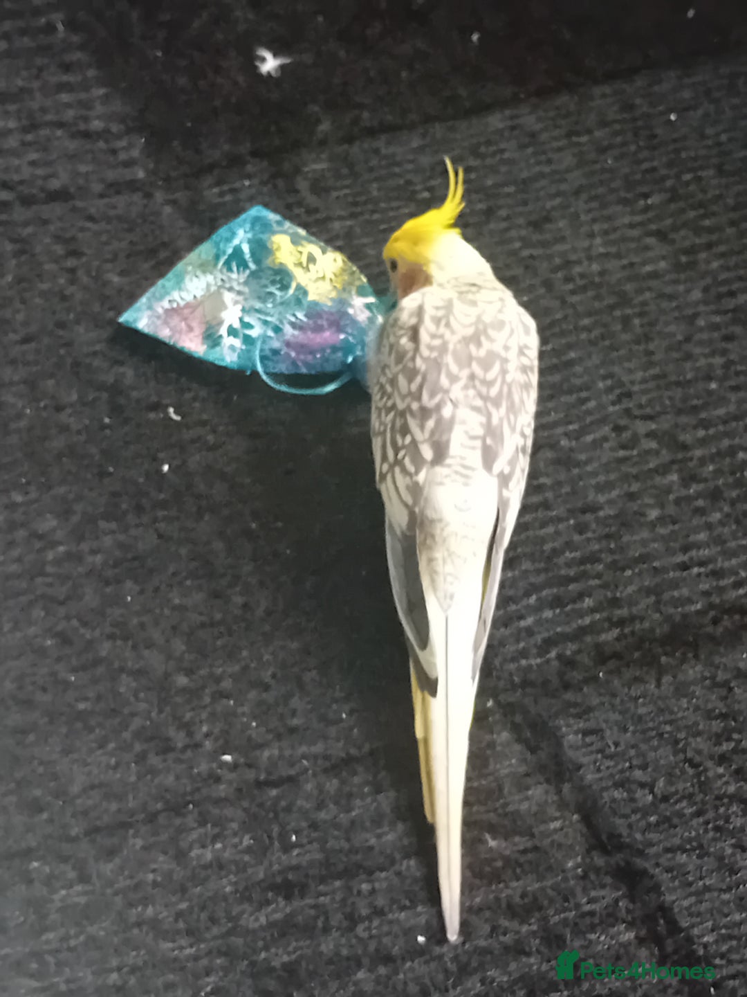 Cockatiels birds for sale: Pair of cockatiels with cage - Image 3