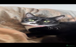 Mixed Breed cats for sale: 2 beautiful kittens available  - Image 2