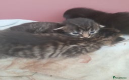 Mixed Breed cats for sale: 2 female & 1 male  - Image 12