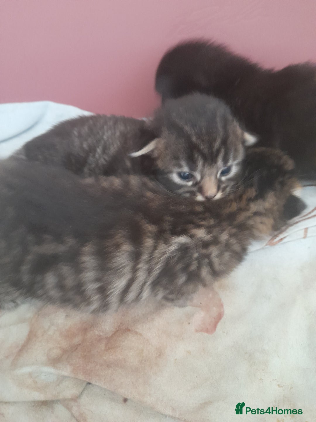 Mixed Breed cats for sale: 2 female & 1 male  - Image 12