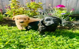 Labradoodle dogs for sale: Stunning miniature Labradoodle  - Image 2