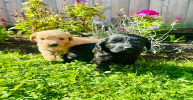 Labradoodle dogs - Advert 6