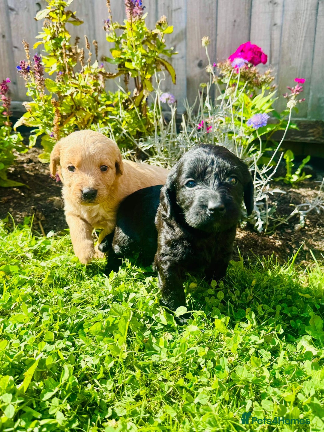 Labradoodle dogs for sale: Stunning miniature Labradoodle  - Image 2
