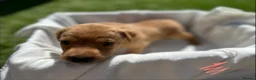 Labrador Retriever dogs for sale: Beautiful KC Red Labrador Puppies - Advert 5