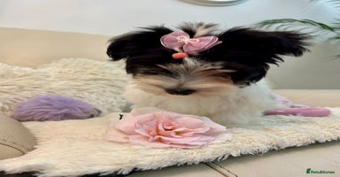 Biewer Terrier dogs - Advert 1