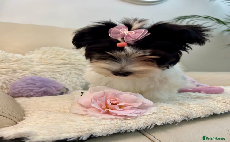 Biewer Terrier dogs - Advert 2
