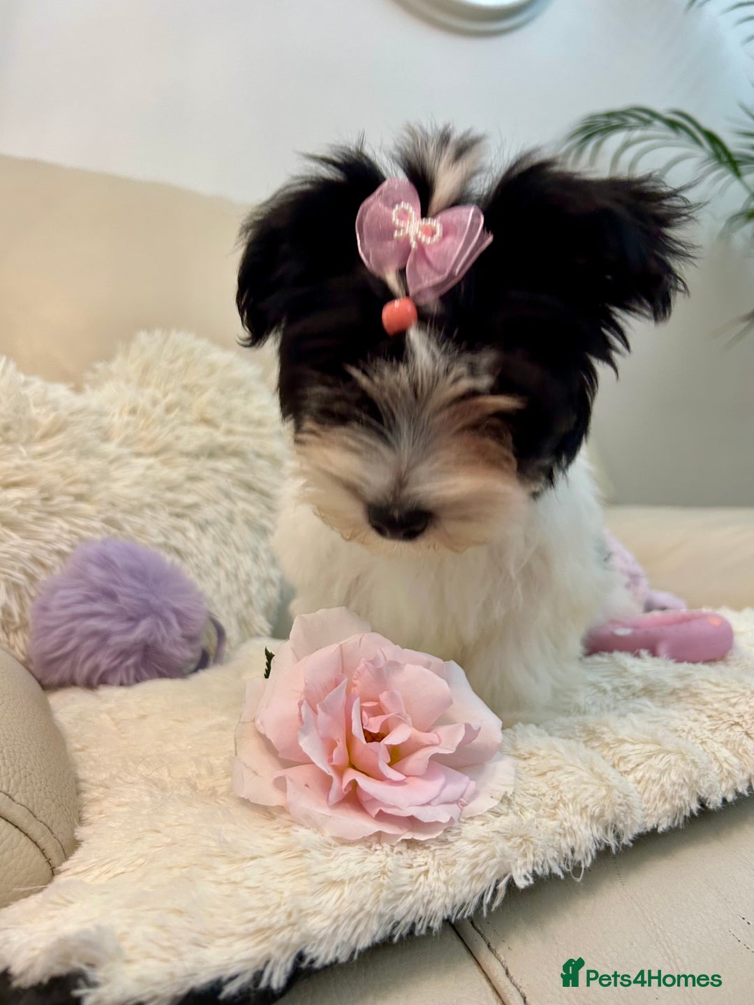 Biewer Terrier dogs for sale: 🩶🩷Biewer-Biro Champion heritage pups! 🐶❤️ - Image 8