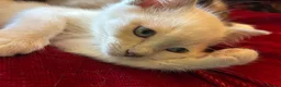 Tonkinese cats for sale: Exquisite Tonkdolls  - Advert 20