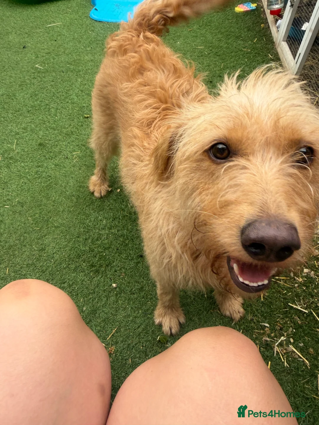 Labradoodle dogs for sale: Labradoodle  - Advert 2