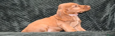 Cocker Spaniel 6