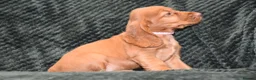 Cocker Spaniel dogs for sale:  Ready Now Kc Reg Show Type Cocker Spaniel - Advert 11