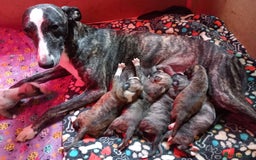 Whippet dogs for sale: Top Class Whippet Puppies bred from Champions - Image 32