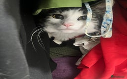 British Longhair cats for sale: New home for little Pasha! - Image 2