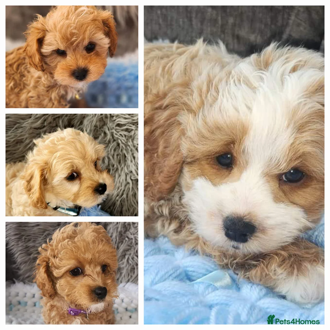Toy Poodle dogs for stud:  stud toy poodle, KC reg and DNA tested and clear in Gloucester - Advert 38