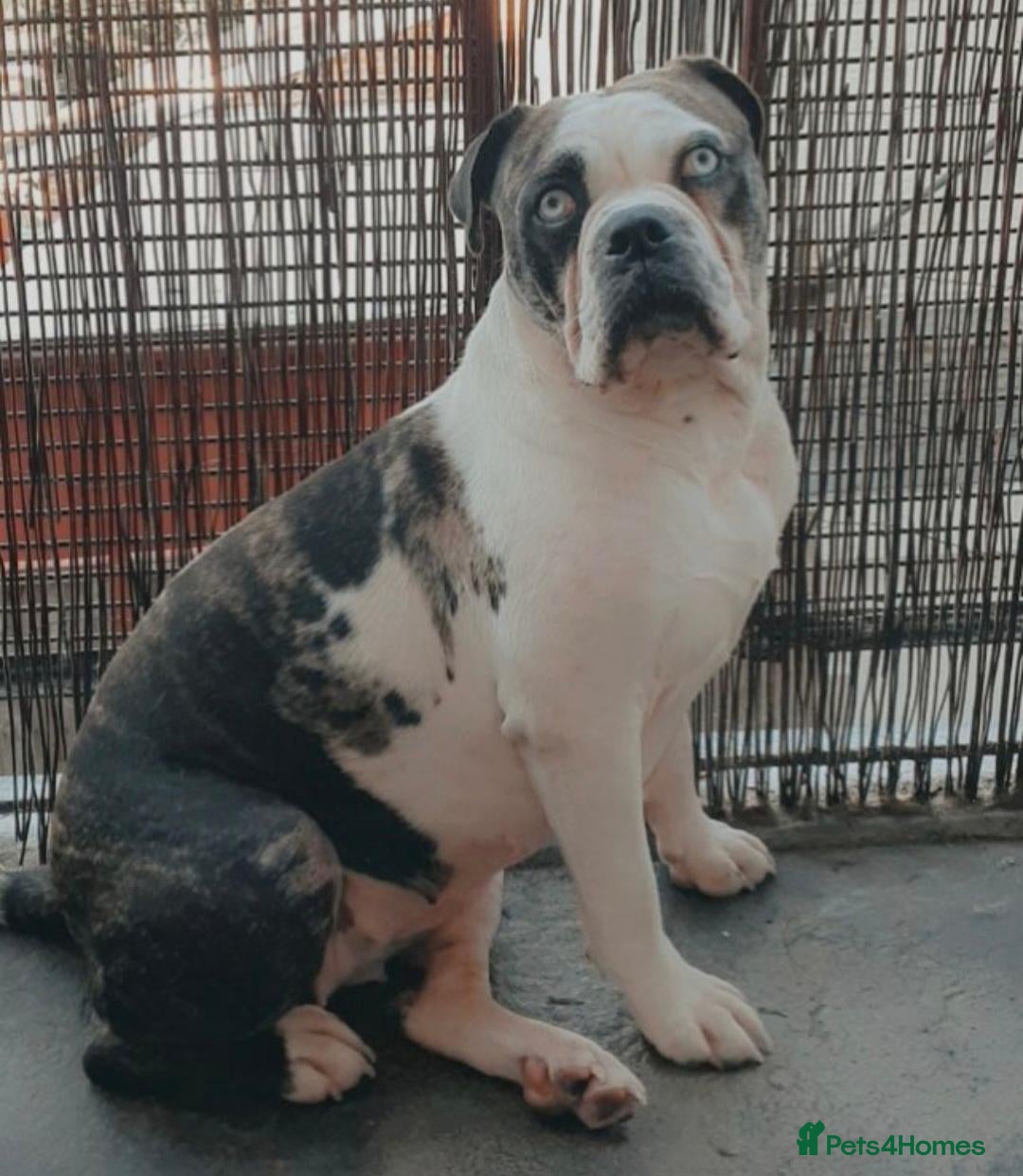 Mixed Breed dogs Alapa-Dash  - Advert 4