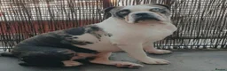 Mixed Breed dogs for sale: Alapa-Dash  in London - Advert 1