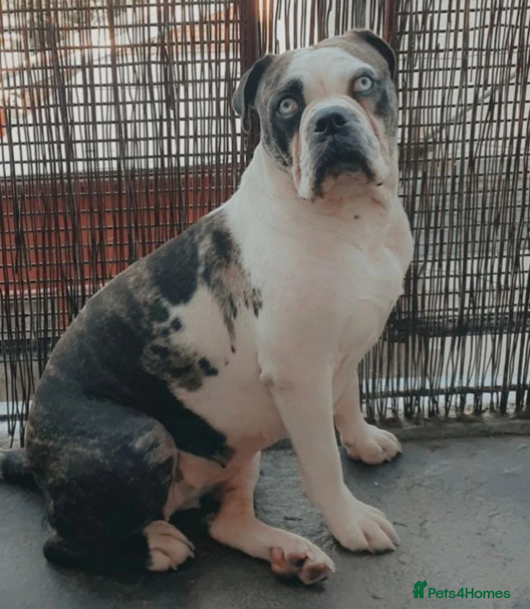 Mixed Breed dogs for sale: Alapa-Dash  in London - Advert 1