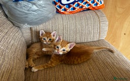 Ragdoll cats for sale: Ragdoll mixed tabby Ginger kittens - Image 5