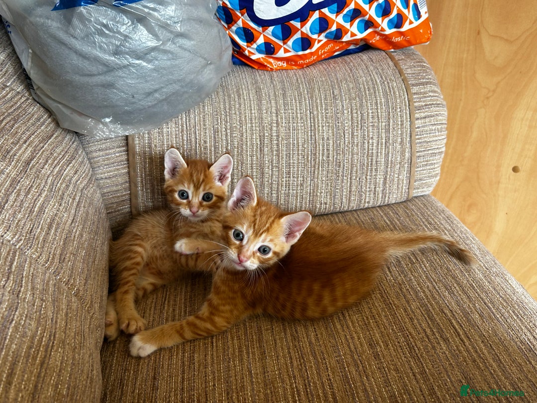Ragdoll cats for sale: Ragdoll mixed tabby Ginger kittens - Image 5