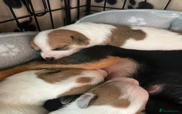 Mixed Breed dogs for sale: Chihuahua x Jack Russell puppies - Image 21