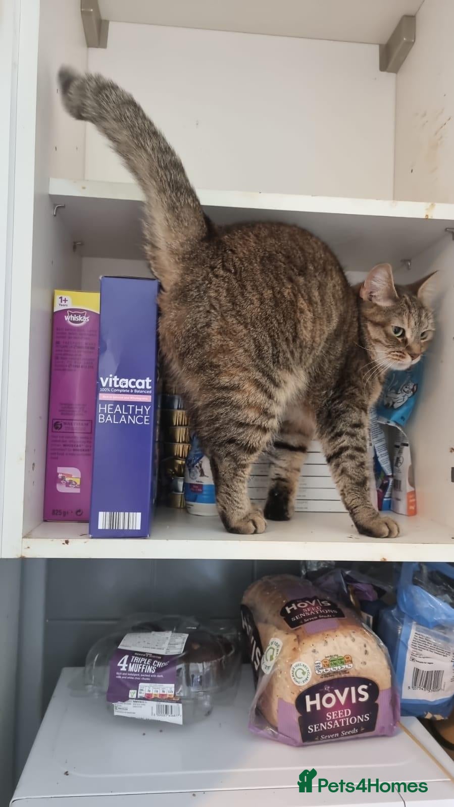 Mixed Breed cats 8½-Year-Old Tabby Cat Looking for a  Forever Home  - Advert 1