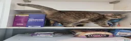 Mixed Breed cats for sale: 8½-Year-Old Tabby Cat Looking for a  Forever Home  - Advert 1