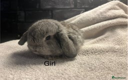 Mini Lop rabbits for sale: Mini lops and mini double maned lionheads  - Image 6