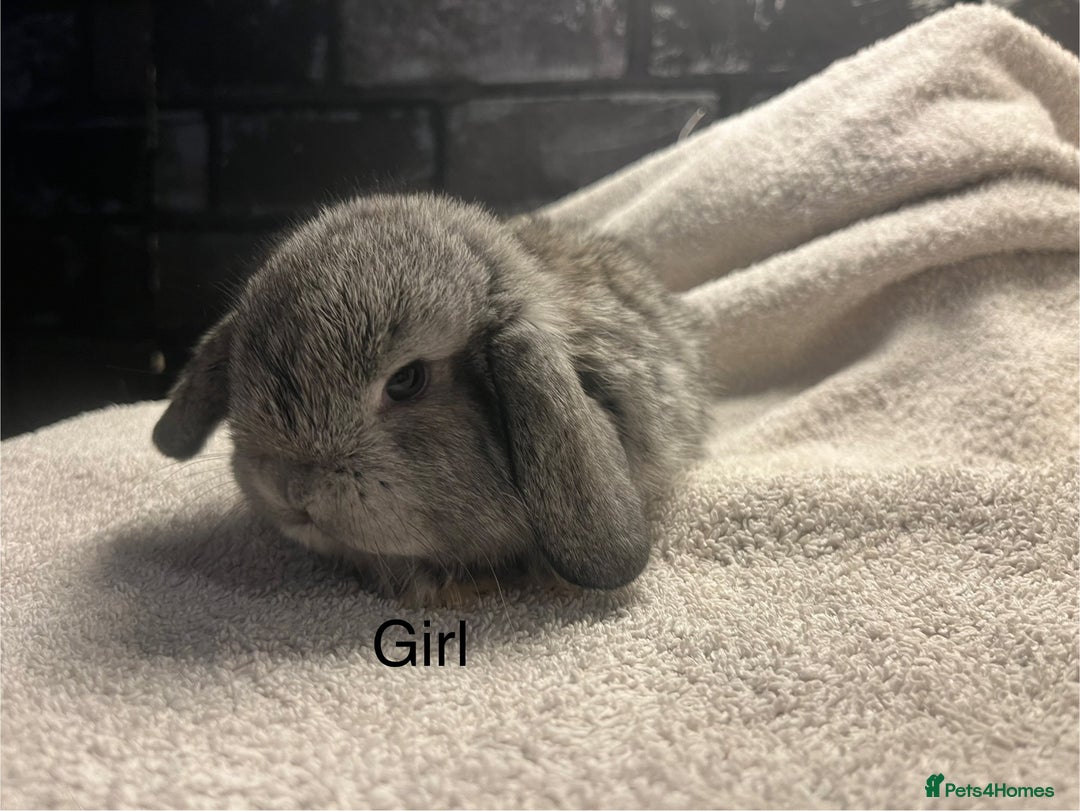 Mini Lop rabbits for sale: Mini lops and mini double maned lionheads  - Image 6