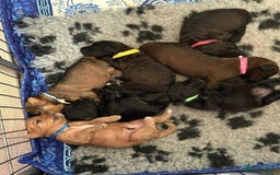 Mixed Breed dogs for sale: Patterdale cross - Image 4