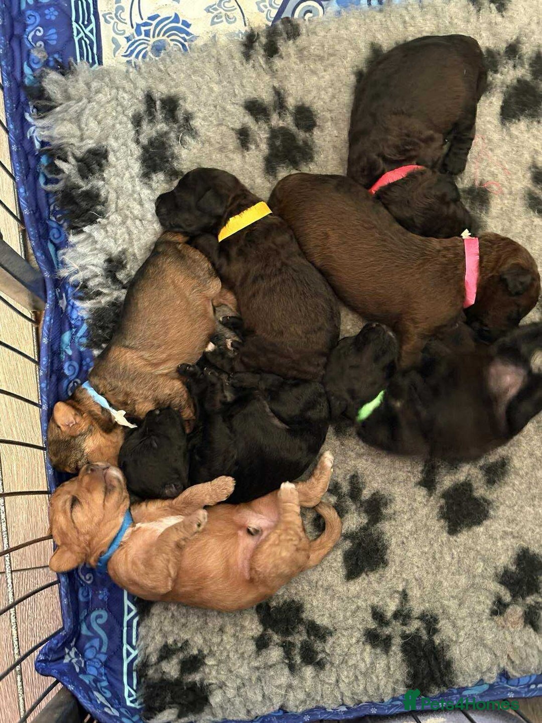 Mixed Breed dogs for sale: Patterdale cross - Image 4