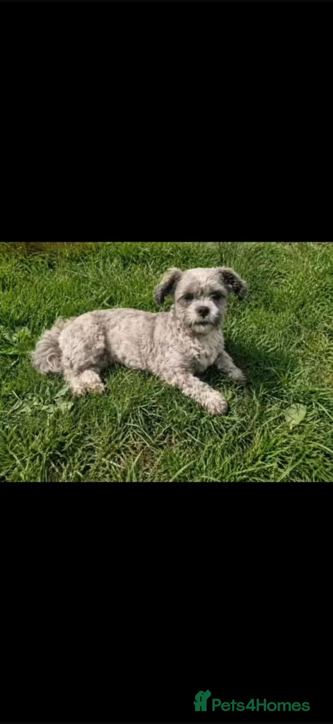 Shihpoo dogs for sale: 1 year old Female shihpoo - Advert 3