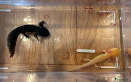 Other/Mixed Breed fish for sale: Young Axolotls for sale - Image 7