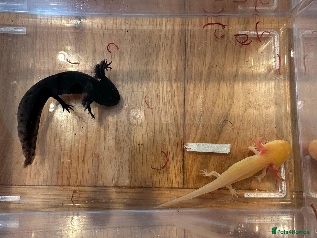 Other/Mixed Breed fish for sale: Young Axolotls for sale - Image 7