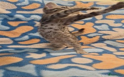 Bengal cats for sale: Bengal mix kittens for sale - Image 16