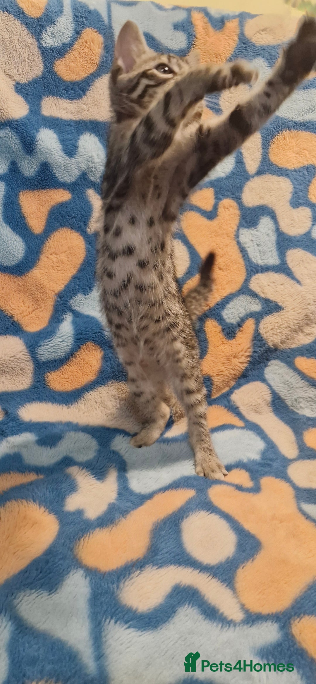 Bengal cats for sale: Bengal mix kittens for sale - Image 16